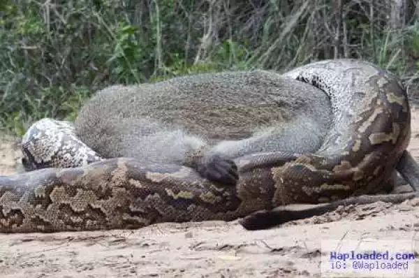 See How Monster Python Drags Full-sized Monkey Into Bush and Devours It Whole